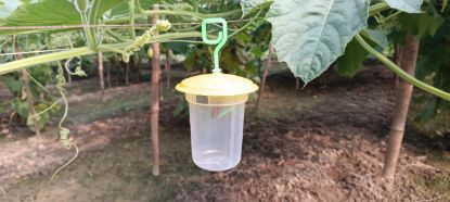 Rustam (Pheromon Lure) की तस्वीर