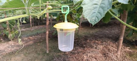 Rustam (Pheromon Lure) की तस्वीर